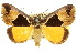  (Agamana callixeris - 10ANIC-06109)  @11 [ ] CreativeCommons - Attribution (2010) CBG Photography Group Centre for Biodiversity Genomics