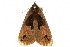  ( - 10ANIC-06110)  @13 [ ] CreativeCommons - Attribution (2010) CBG Photography Group Centre for Biodiversity Genomics