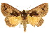 (Agamana pergrata - 10ANIC-06111)  @15 [ ] CreativeCommons - Attribution (2010) CBG Photography Group Centre for Biodiversity Genomics