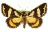  ( - 10ANIC-06113)  @15 [ ] CreativeCommons - Attribution (2010) CBG Photography Group Centre for Biodiversity Genomics