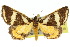  ( - 10ANIC-06114)  @14 [ ] CreativeCommons - Attribution (2010) CBG Photography Group Centre for Biodiversity Genomics