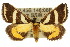  ( - 10ANIC-06115)  @15 [ ] CreativeCommons - Attribution (2010) CBG Photography Group Centre for Biodiversity Genomics