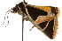  ( - 10ANIC-06116)  @12 [ ] CreativeCommons - Attribution (2010) CBG Photography Group Centre for Biodiversity Genomics