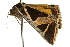  ( - 10ANIC-06117)  @12 [ ] CreativeCommons - Attribution (2010) CBG Photography Group Centre for Biodiversity Genomics