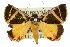  (Xenogenes gloriosa - 10ANIC-06119)  @15 [ ] CreativeCommons - Attribution (2010) CBG Photography Group Centre for Biodiversity Genomics