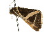  ( - 10ANIC-06120)  @12 [ ] CreativeCommons - Attribution (2010) CBG Photography Group Centre for Biodiversity Genomics