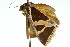  ( - 10ANIC-06121)  @12 [ ] CreativeCommons - Attribution (2010) CBG Photography Group Centre for Biodiversity Genomics