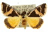  ( - 10ANIC-06122)  @15 [ ] CreativeCommons - Attribution (2010) CBG Photography Group Centre for Biodiversity Genomics