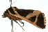  ( - 10ANIC-06123)  @12 [ ] CreativeCommons - Attribution (2010) CBG Photography Group Centre for Biodiversity Genomics