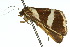  ( - 10ANIC-06125)  @13 [ ] CreativeCommons - Attribution (2010) CBG Photography Group Centre for Biodiversity Genomics