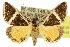  ( - 10ANIC-06126)  @15 [ ] CreativeCommons - Attribution (2010) CBG Photography Group Centre for Biodiversity Genomics