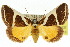  (Xenogenes chrysoplaca - 10ANIC-06127)  @15 [ ] CreativeCommons - Attribution (2010) CBG Photography Group Centre for Biodiversity Genomics