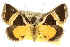  ( - 10ANIC-06131)  @15 [ ] CreativeCommons - Attribution (2010) CBG Photography Group Centre for Biodiversity Genomics