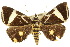  ( - 10ANIC-06134)  @14 [ ] CreativeCommons - Attribution (2010) CBG Photography Group Centre for Biodiversity Genomics