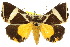  (Fodina ostorius - 10ANIC-06136)  @15 [ ] CreativeCommons - Attribution (2010) CBG Photography Group Centre for Biodiversity Genomics