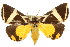  ( - 10ANIC-06137)  @15 [ ] CreativeCommons - Attribution (2010) CBG Photography Group Centre for Biodiversity Genomics