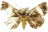  ( - 10ANIC-06138)  @13 [ ] CreativeCommons - Attribution (2010) CBG Photography Group Centre for Biodiversity Genomics