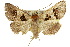  (Crithote - 10ANIC-06139)  @15 [ ] CreativeCommons - Attribution (2010) CBG Photography Group Centre for Biodiversity Genomics
