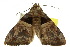  ( - 10ANIC-06141)  @11 [ ] CreativeCommons - Attribution (2010) CBG Photography Group Centre for Biodiversity Genomics