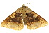  ( - 10ANIC-06146)  @14 [ ] CreativeCommons - Attribution (2010) CBG Photography Group Centre for Biodiversity Genomics