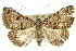  (Lophozancla - 10ANIC-06149)  @15 [ ] CreativeCommons - Attribution (2010) CBG Photography Group Centre for Biodiversity Genomics