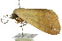  ( - 10ANIC-06151)  @12 [ ] CreativeCommons - Attribution (2010) CBG Photography Group Centre for Biodiversity Genomics