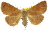  ( - 10ANIC-06154)  @15 [ ] CreativeCommons - Attribution (2010) CBG Photography Group Centre for Biodiversity Genomics