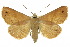  ( - 10ANIC-06155)  @15 [ ] CreativeCommons - Attribution (2010) CBG Photography Group Centre for Biodiversity Genomics