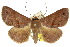  ( - 10ANIC-06157)  @16 [ ] CreativeCommons - Attribution (2010) CBG Photography Group Centre for Biodiversity Genomics