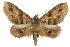  ( - 10ANIC-06161)  @14 [ ] CreativeCommons - Attribution (2010) CBG Photography Group Centre for Biodiversity Genomics