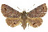  (Ophyx sp. ANIC1 - 10ANIC-06162)  @15 [ ] CreativeCommons - Attribution (2010) CBG Photography Group Centre for Biodiversity Genomics