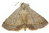  ( - 10ANIC-06164)  @14 [ ] CreativeCommons - Attribution (2010) CBG Photography Group Centre for Biodiversity Genomics