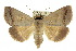  ( - 10ANIC-06165)  @15 [ ] CreativeCommons - Attribution (2010) CBG Photography Group Centre for Biodiversity Genomics