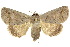  ( - 10ANIC-06173)  @15 [ ] CreativeCommons - Attribution (2010) CBG Photography Group Centre for Biodiversity Genomics