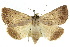  ( - 10ANIC-06174)  @14 [ ] CreativeCommons - Attribution (2010) CBG Photography Group Centre for Biodiversity Genomics