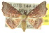  (Corgatha omopis - 10ANIC-06177)  @14 [ ] CreativeCommons - Attribution (2010) CBG Photography Group Centre for Biodiversity Genomics