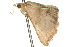  ( - 10ANIC-06178)  @12 [ ] CreativeCommons - Attribution (2010) CBG Photography Group Centre for Biodiversity Genomics