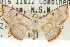  ( - 10ANIC-06185)  @11 [ ] CreativeCommons - Attribution (2010) CBG Photography Group Centre for Biodiversity Genomics