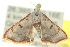  ( - 10ANIC-06186)  @13 [ ] CreativeCommons - Attribution (2010) CBG Photography Group Centre for Biodiversity Genomics