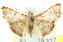  (Enispa violacea - 10ANIC-06187)  @14 [ ] CreativeCommons - Attribution (2010) CBG Photography Group Centre for Biodiversity Genomics