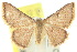  ( - 10ANIC-06189)  @11 [ ] CreativeCommons - Attribution (2010) CBG Photography Group Centre for Biodiversity Genomics