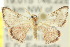  (Enispa niviceps - 10ANIC-06190)  @14 [ ] CreativeCommons - Attribution (2010) CBG Photography Group Centre for Biodiversity Genomics