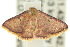  ( - 10ANIC-06192)  @13 [ ] CreativeCommons - Attribution (2010) CBG Photography Group Centre for Biodiversity Genomics