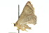  ( - 10ANIC-06195)  @13 [ ] CreativeCommons - Attribution (2010) CBG Photography Group Centre for Biodiversity Genomics