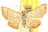  ( - 10ANIC-06196)  @11 [ ] CreativeCommons - Attribution (2010) CBG Photography Group Centre for Biodiversity Genomics