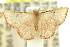  (Enispa parva - 10ANIC-06199)  @14 [ ] CreativeCommons - Attribution (2010) CBG Photography Group Centre for Biodiversity Genomics