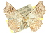  (Enispa prolectus - 10ANIC-06200)  @14 [ ] CreativeCommons - Attribution (2010) CBG Photography Group Centre for Biodiversity Genomics