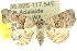  ( - 10ANIC-06211)  @15 [ ] CreativeCommons - Attribution (2010) CBG Photography Group Centre for Biodiversity Genomics