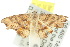  ( - 10ANIC-06215)  @12 [ ] CreativeCommons - Attribution (2010) CBG Photography Group Centre for Biodiversity Genomics