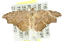  ( - 10ANIC-06216)  @12 [ ] CreativeCommons - Attribution (2010) CBG Photography Group Centre for Biodiversity Genomics